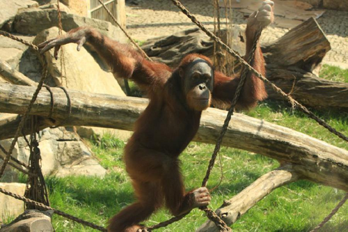 Foto: Orangutan