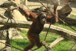 Foto: Orangutan