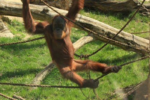 Foto: Orangutan