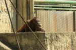 Foto: Orangutan