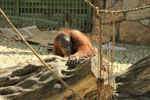 Foto: Orangutan