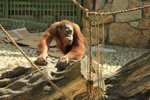Foto: Orangutan