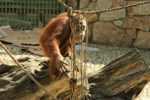 Foto: Orangutan