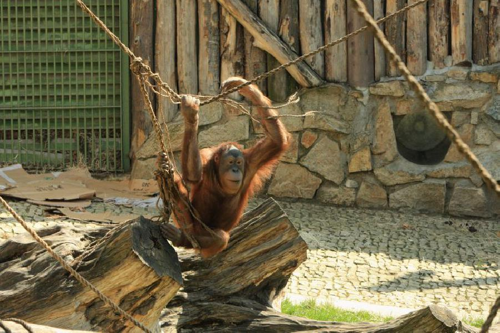 Foto: Orangutan