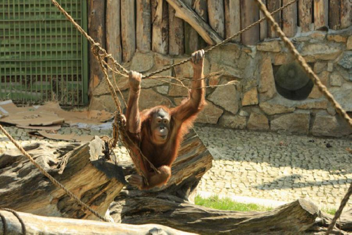 Foto: Orangutan