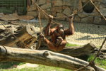 Foto: Orangutan