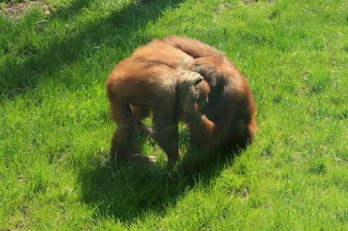 Foto: Orangutan