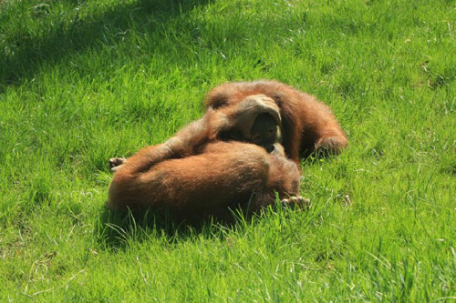 Foto: Orangutan