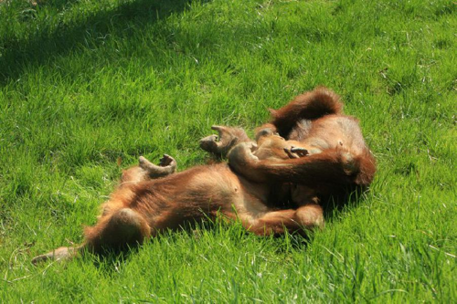 Foto: Orangutan