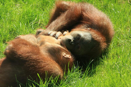 Foto: Orangutan