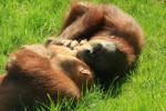 Foto: Orangutan