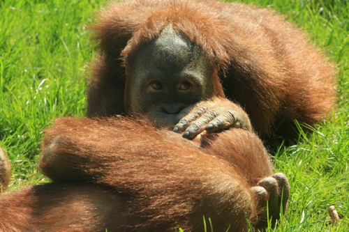 Foto: Orangutan