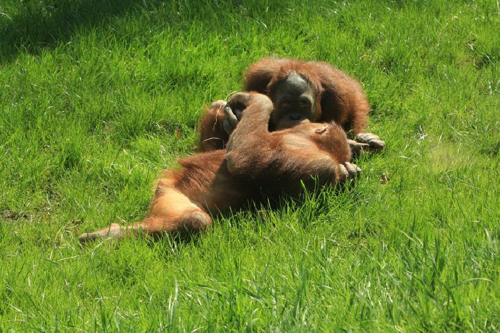 Foto: Orangutan