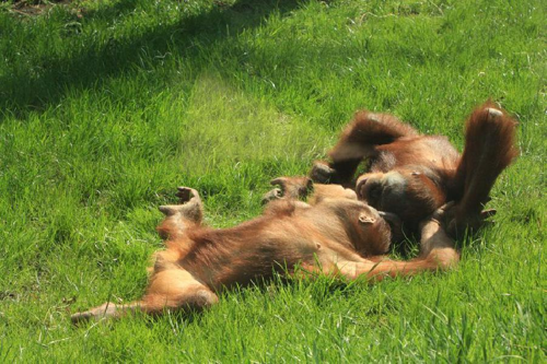 Foto: Orangutan