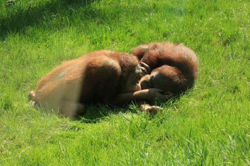 Foto: Orangutan