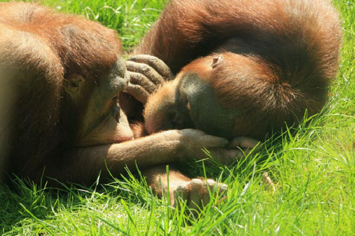 Foto: Orangutan