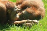 Foto: Orangutan