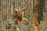 Foto: Orangutan