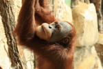 Foto: Orangutan