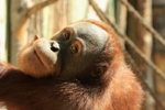 Foto: Orangutan