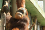 Foto: Orangutan