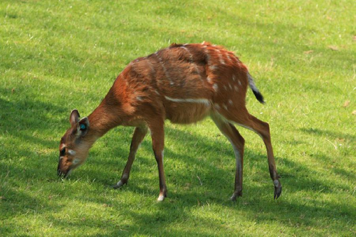 Foto: Sitatunga západoafrická