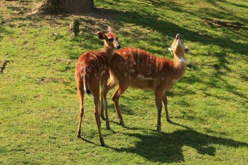 Foto: Sitatunga západoafrická