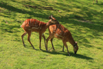 Foto: Sitatunga západoafrická