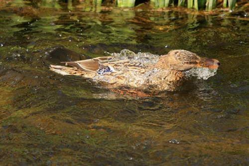 Foto: Kachna divoká