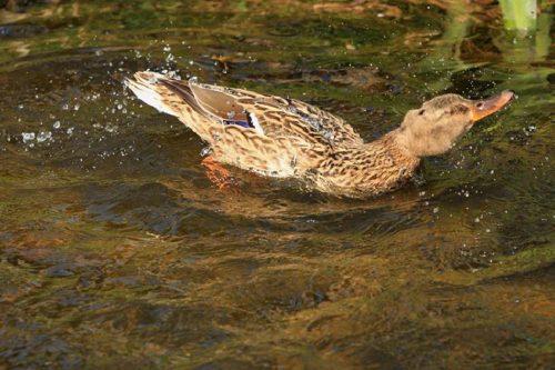 Foto: Kachna divoká