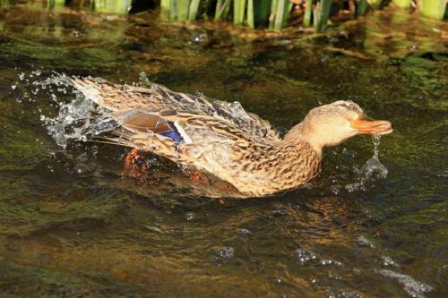 Foto: Kachna divoká