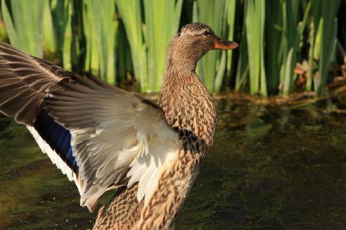 Foto: Kachna divoká