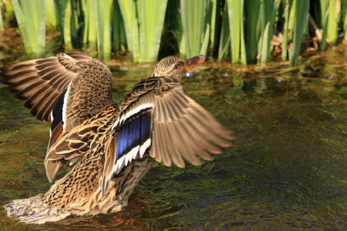 Foto: Kachna divoká