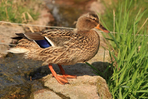 Foto: Kachna divoká