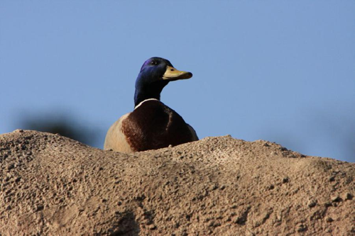 Foto: Kachna divoká