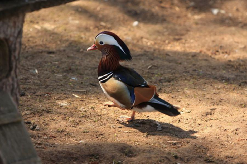 Foto: Kachnička mandarinská