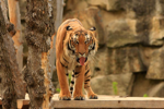 Foto: Tygr malajský
