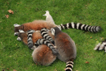 Foto: Lemur kata