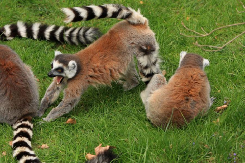 Foto: Lemur kata