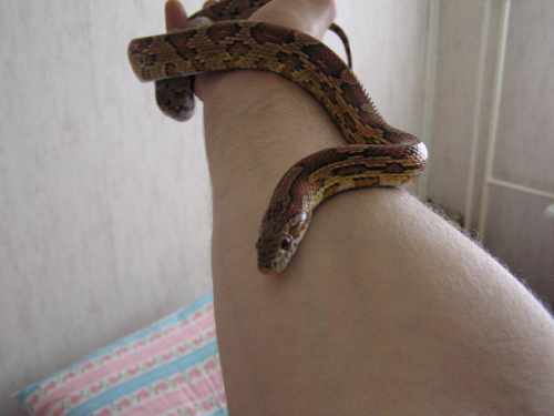 Foto: Užovka červená