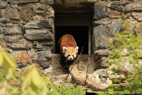 Foto: Panda červená