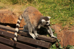 Foto: Lemur kata