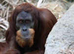 Foto: Orangutan sumaterský