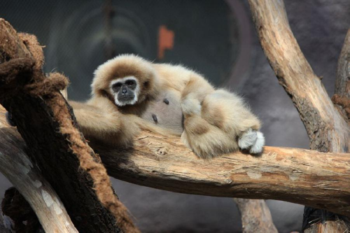 Foto: Gibon lar