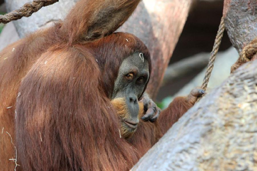 Foto: Orangutan sumaterský