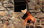 Foto: Panda červená