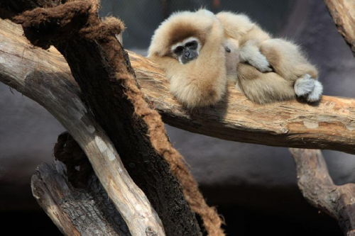 Foto: Gibon lar