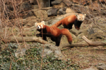 Foto: Panda červená