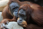 Foto: Orangutan sumaterský