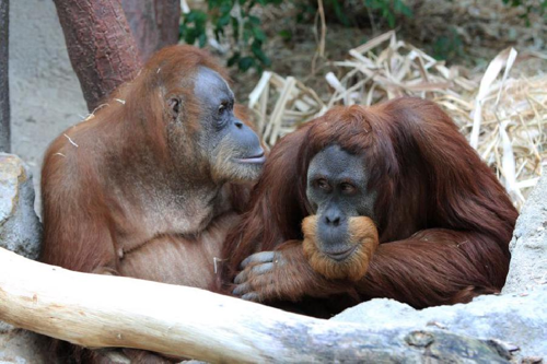 Foto: Orangutan sumaterský